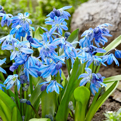 进口可爱小盆栽西伯利亚绵枣儿网脉鸢尾花格贝母菟葵带盆土发耐寒