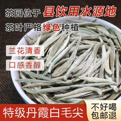 【头春兰花香】仁化红山白毛茶特级明前茶芽尖韶关清明茶特级嫩芽