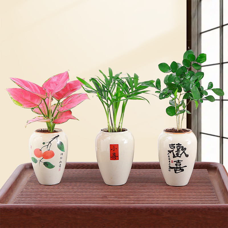 国风小盆栽竹柏办公室桌摆绿植九里香迷你盆栽吉利红禅意观叶盆景