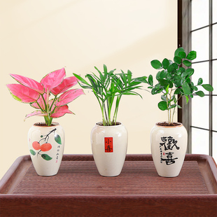 国风小盆栽竹柏办公室桌摆绿植九里香迷你盆栽吉利红禅意观叶盆景