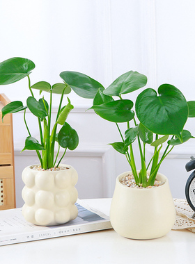 小龟背竹盆栽桌面好养绿色观叶植物网红INS风格大叶室内客厅盆栽