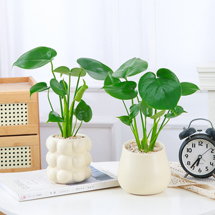 小龟背竹盆栽桌面好养绿色观叶植物网红INS风格大叶室内客厅盆栽