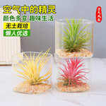 空气凤梨植物无土栽培新手易养趣味盆栽微景观办公室桌面绿植摆件