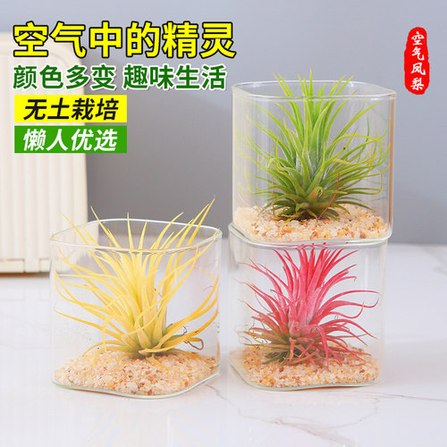 空气凤梨植物无土栽培新手易养趣味盆栽微景观办公室桌面绿植摆件
