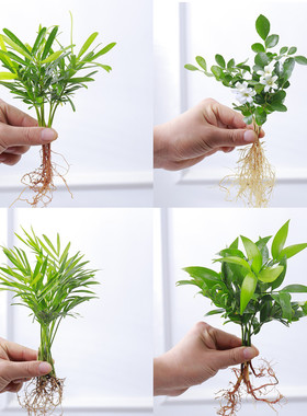 九里香盆栽花卉袖珍椰子小竹柏桌面水培植物吉利红办公桌创意绿植