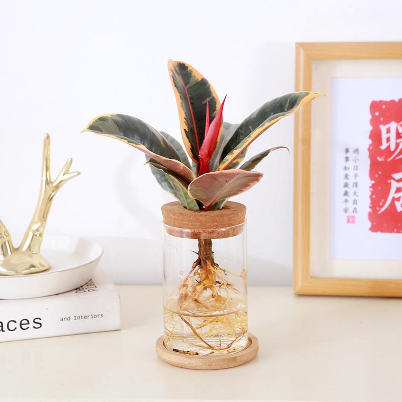 橡皮树水培黑金刚水养植物花金刚盆栽办公桌观叶小绿植橡胶树彩叶
