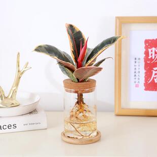 橡皮树水培黑金刚水养植物花金刚盆栽办公桌观叶小绿植橡胶树彩叶