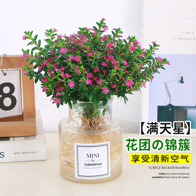 满天星水培盆栽办公室桌摆开花植物阳台新手好养活庭院花园绿植