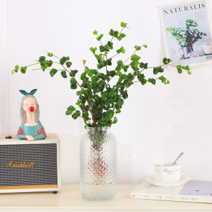 卷福盆栽水培卷叶榕办公室工位水养观叶大绿植咖啡厅桌摆好养花卉