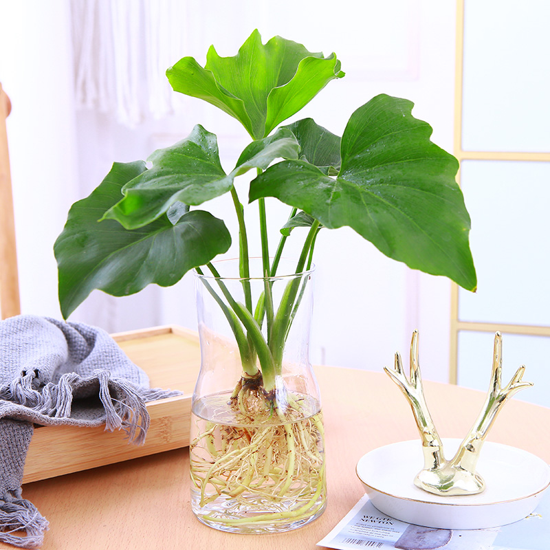 净化空气春羽室内摆放