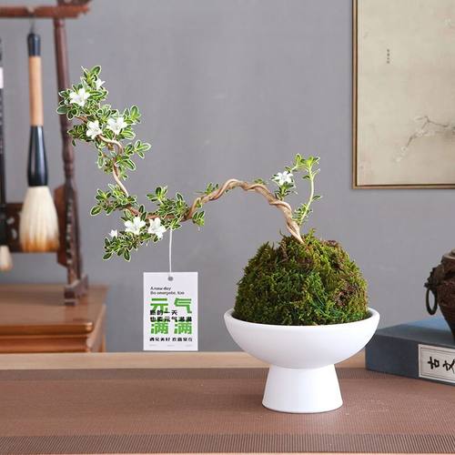 悬崖六月雪可造型盆栽办公室桌摆自由DIY小盆景禅意摆件水养观叶
