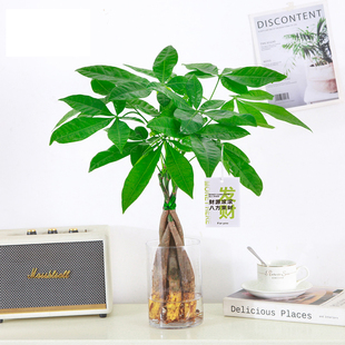 大发财树水培盆栽室内观叶招财绿植四季常青电视柜工位水养花卉大