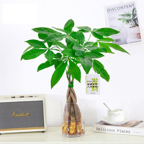 大发财树水培盆栽室内观叶招财绿植四季常青电视柜工位水养花卉大