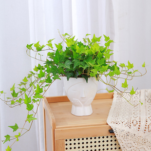 常春藤植物垂挂绿植长青藤爬藤植物金边常青藤室内垂吊兰青叶盆栽