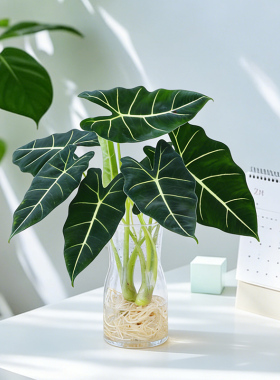 绿天鹅绒海芋水培室内易养观叶大叶盆栽办公室桌面摆INS热植新手