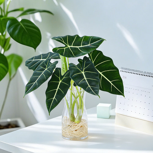 绿天鹅绒海芋水培室内易养观叶大叶盆栽办公室桌面摆INS热植新手