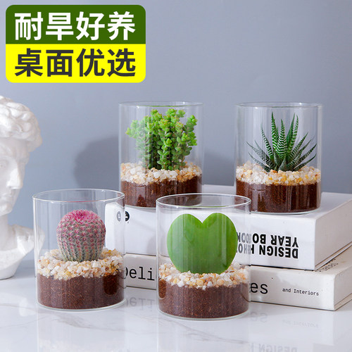 懒人桌面盆栽新手好打理多肉绿植办公室工位桌摆趣味防辐射仙人掌