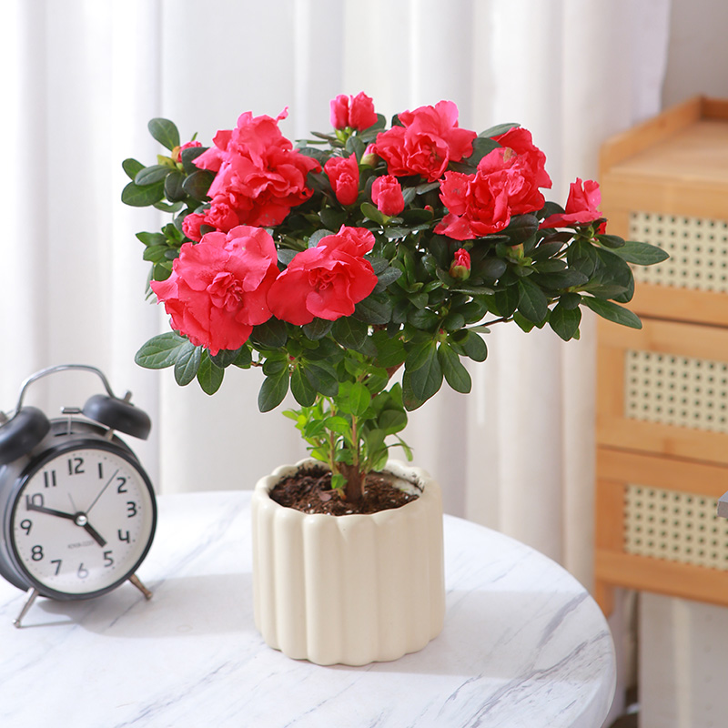 简约红杜鹃木本花卉阳台庭院春季