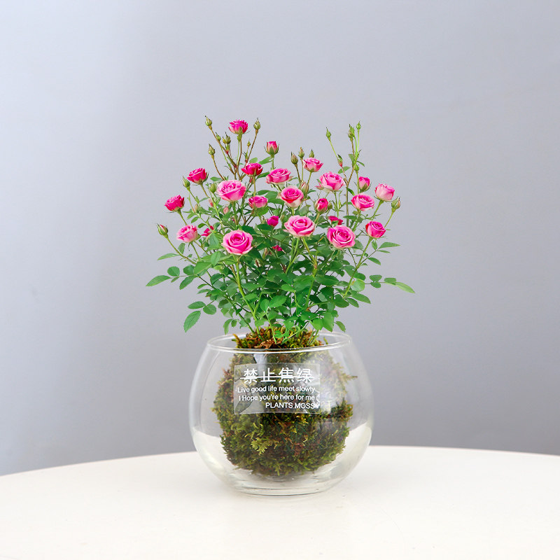 姬月季水培苔藓球盆栽微型月季水养办公室窗台开花小绿植桌面植物