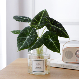 黑天鹅海芋水培室内绿植办公室工位水养花卉盆栽四季常青观叶热植