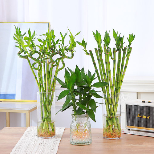 观音竹室内客厅净化空气加湿