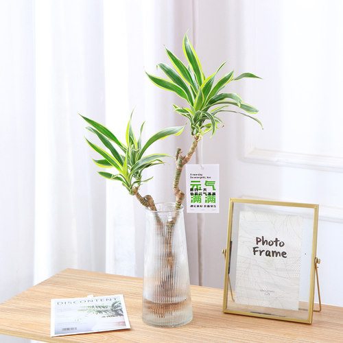 美人桩水培巴西铁盆栽老桩水养植物室内电视柜摆放观叶彩叶大绿植