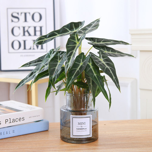 小仙女室内桌面美观趣味新品尝鲜