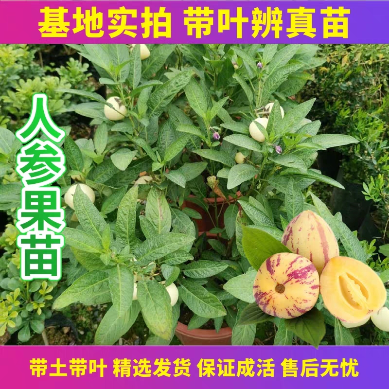 人参果苗四季结果人参果树苗庭院阳台种植盆栽地栽带果带花发货