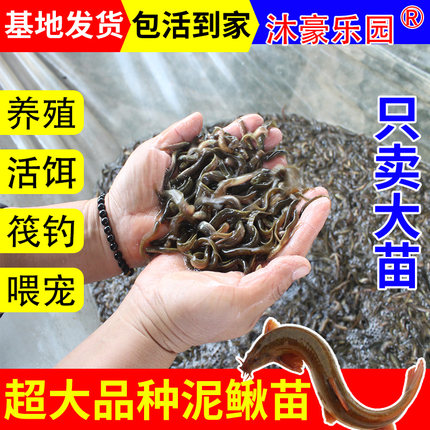 台湾小泥鳅苗鲜活小泥鳅苗放宠物鱼龙鱼乌龟观赏筏钓小鱼活体饲料