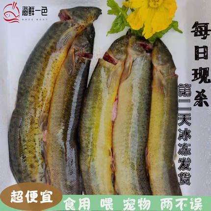 大泥鳅急冻淡水鲜活现杀泥鳅野捕青鳅黄鳅活鱼食用补钙炖汤滋补品