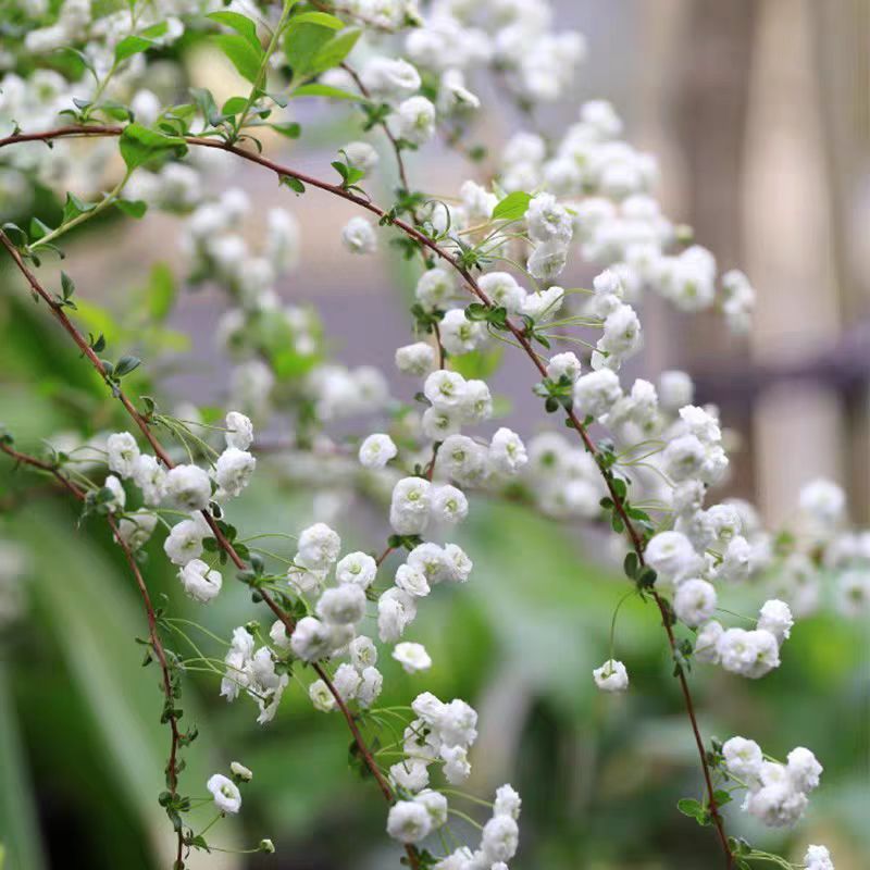 雪柳树苗重瓣喷雪花粉色雪柳盆栽