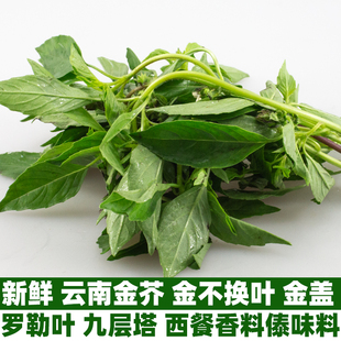 新鲜金芥金不换叶金盖罗勒叶九层塔冬阴功汤料西餐香料250g/1/2斤