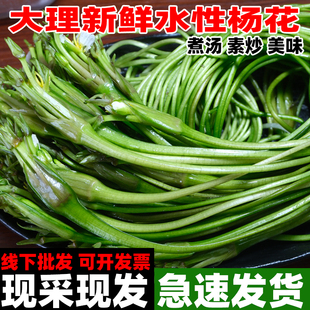 水性杨花 云南特产 海菜花 泸沽湖丽江海菜云南野菜 大理特产洱海