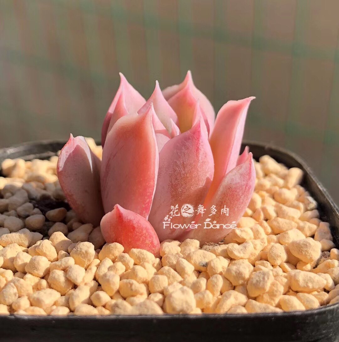 粉冰日系月影系多肉植物稀有多肉室内小盆栽