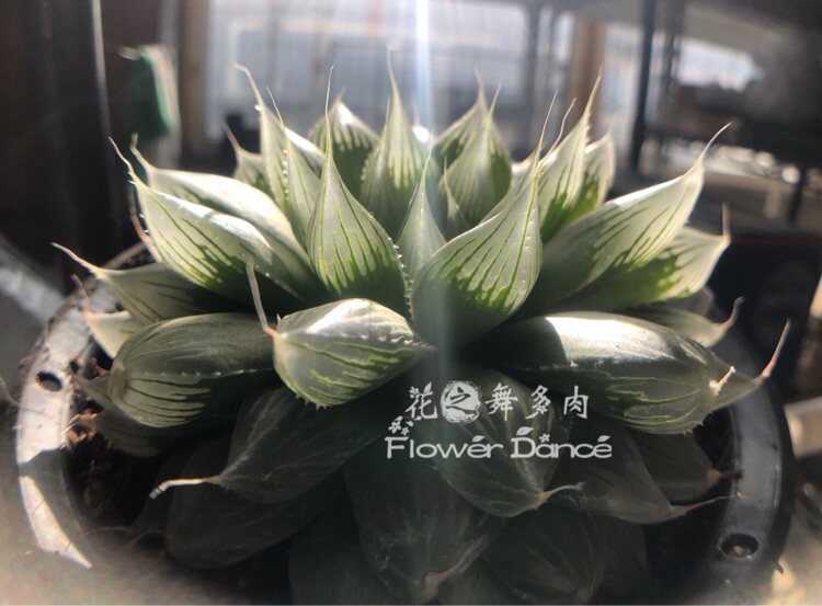 原始十二卷原生针管玉露多肉植物大型多肉植物稀有冬季多肉