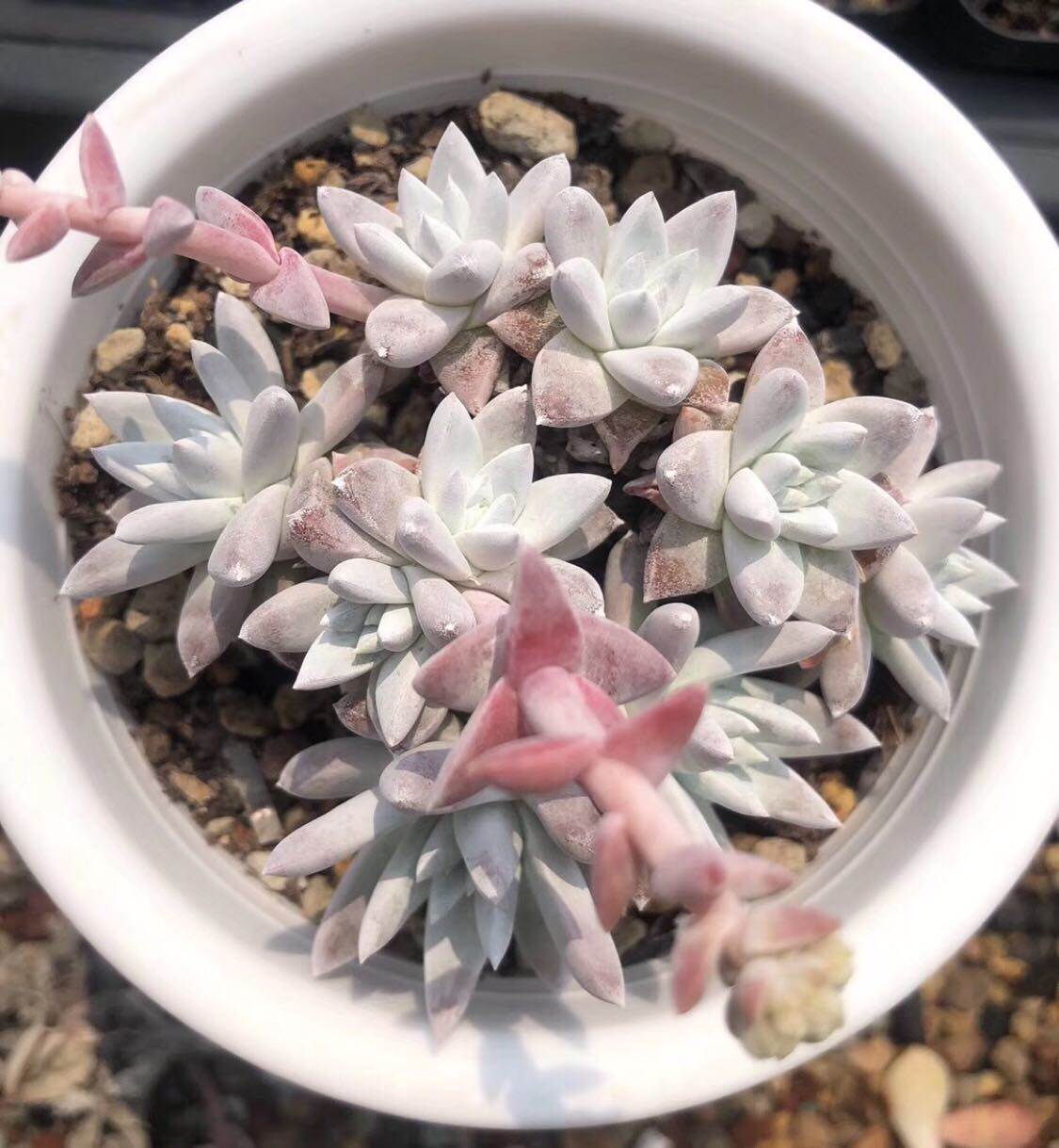 绿植仙女杯老桩好养多肉植物