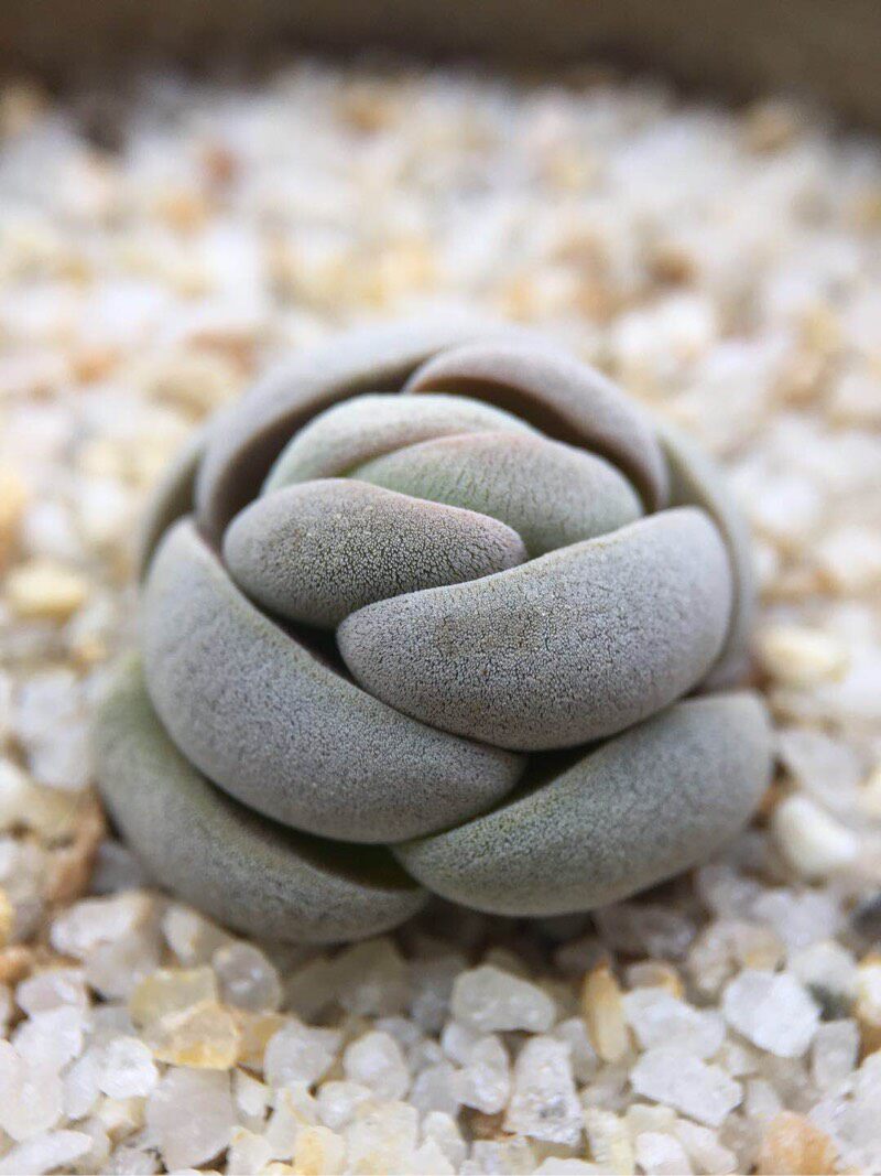 托尼青锁龙属多肉植物日本进口日系多肉稀有小型可爱绿植盆栽