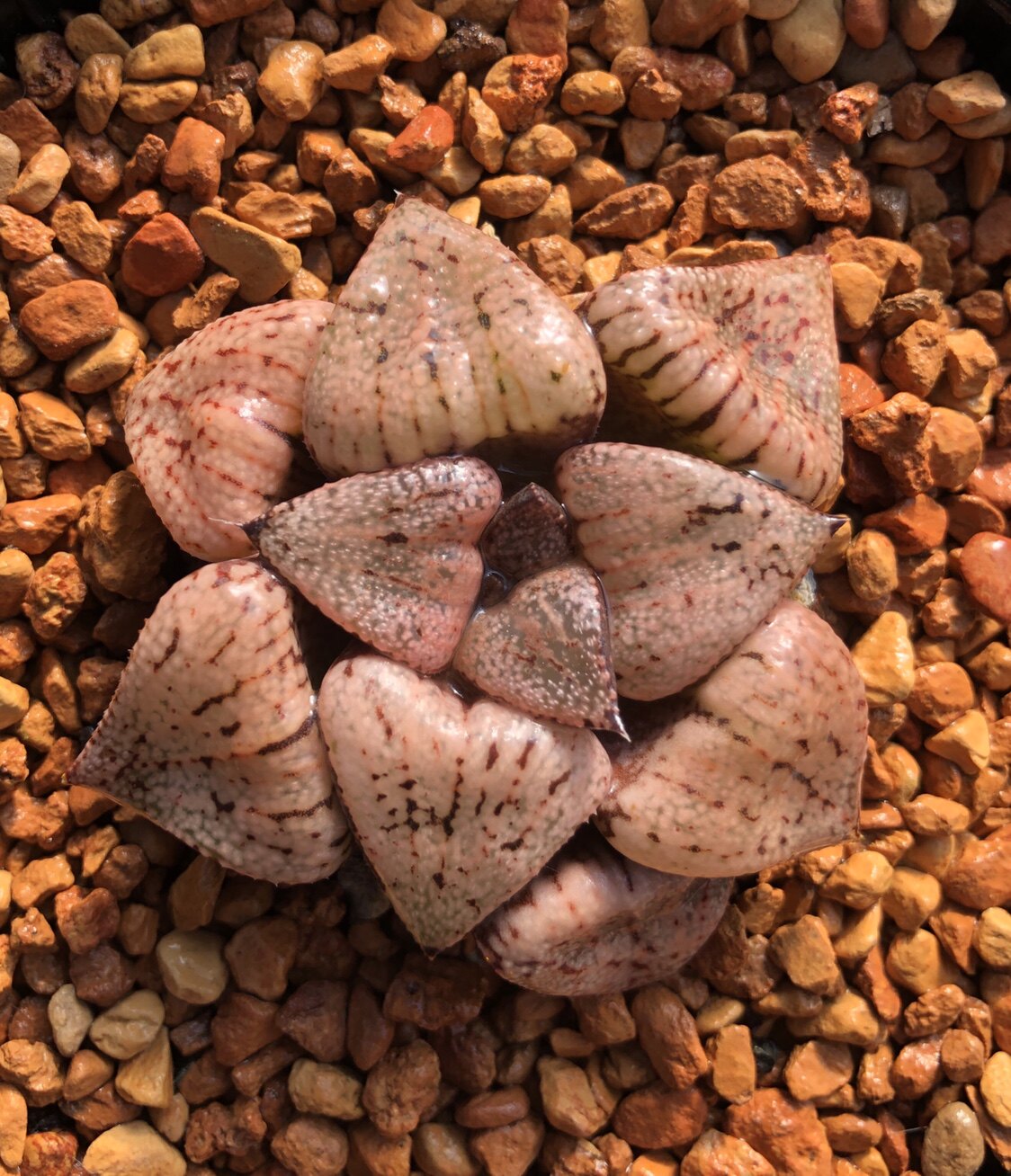 桃乐菲日本大久保白银粉红色多肉植物日系十二卷稀有白银