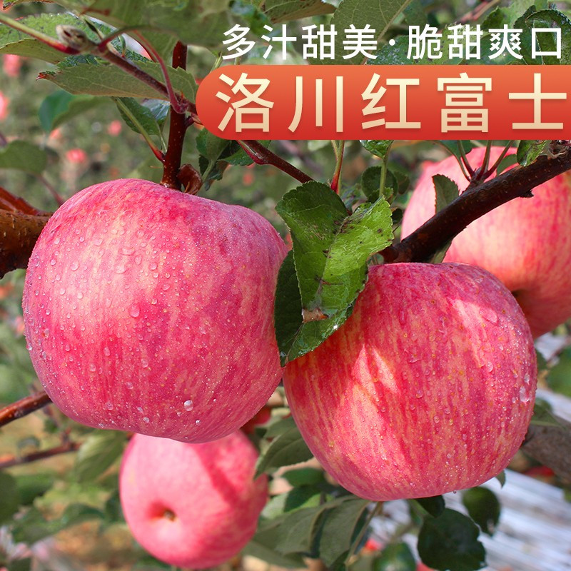 正宗洛川苹果颗颗精选脆甜多汁