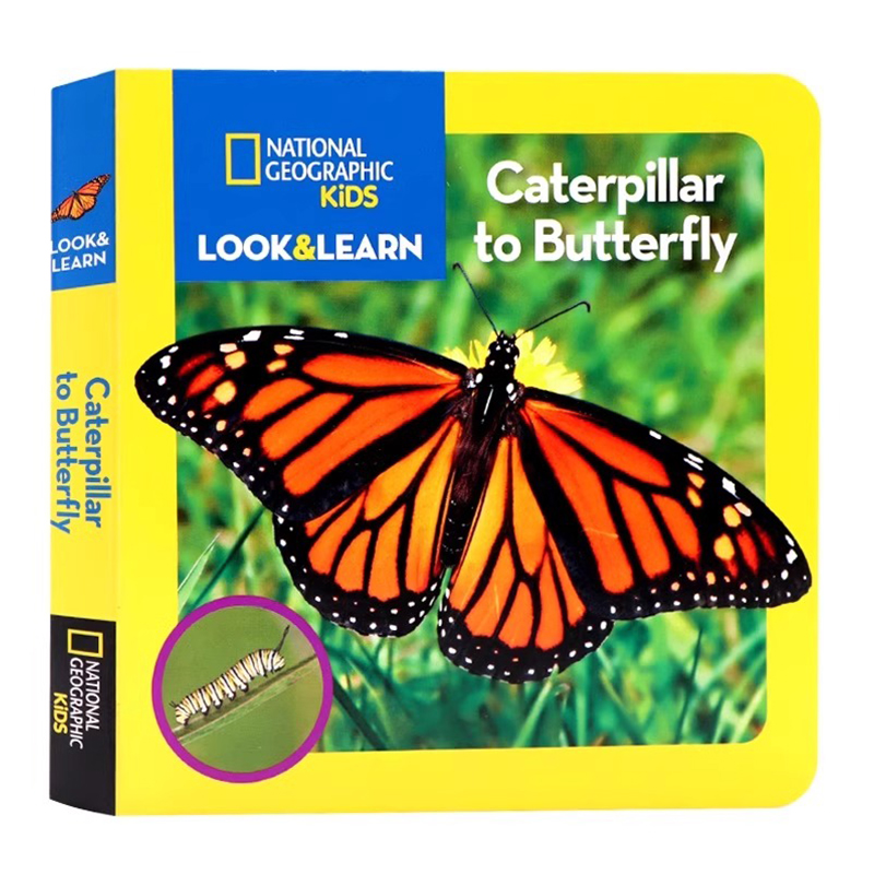 蝴蝶孵化英文原版绘本