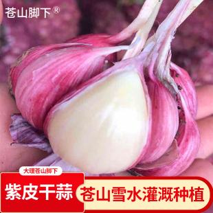 云南大理新鲜紫皮大蒜头农家自种干蒜5斤红皮干蒜出口级大果