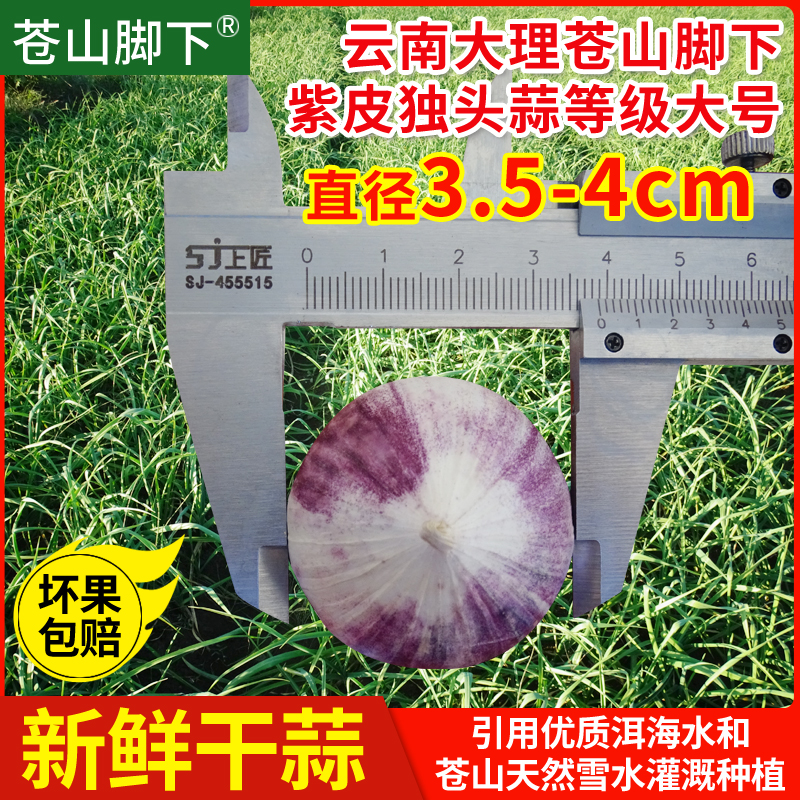 云南大理苍山脚下紫皮蒜独头