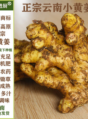 滇姜进厨云南小黄姜新鲜