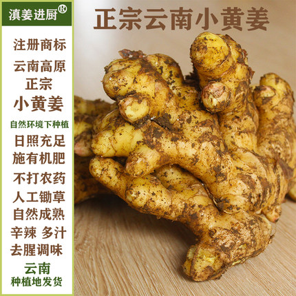 滇姜进厨云南小黄姜新鲜现挖生姜月子姜新鲜蔬菜新姜老姜当季现货