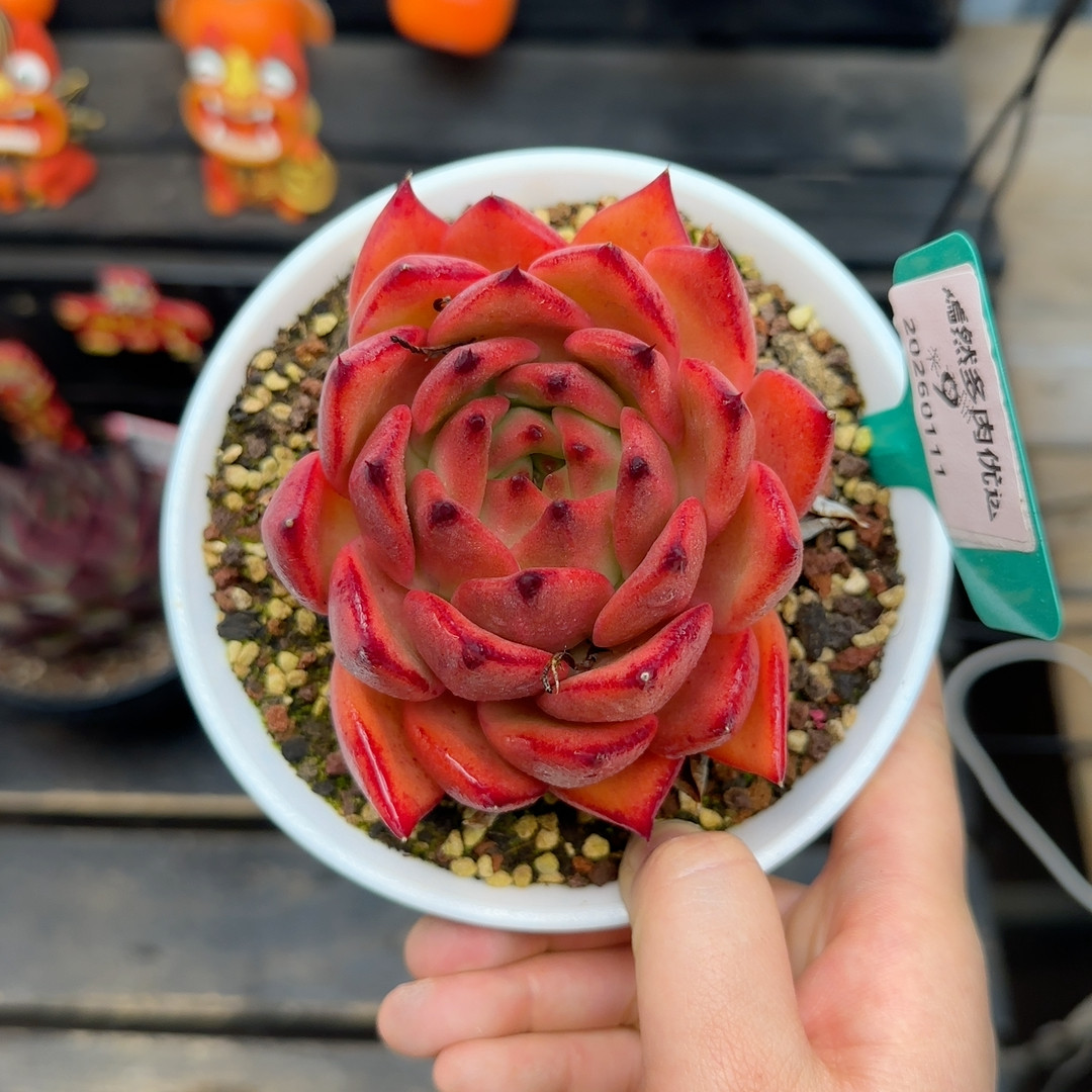 111～9 钻石珍珠,鲜花速递/花卉仿真/绿植园艺,多肉植物,淘宝优惠券,粉丝福利购,淘宝优惠卷