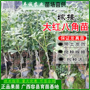 嫁接八角苗广西大红八角苗杯苗矮化八角树苗高产八角香料苗