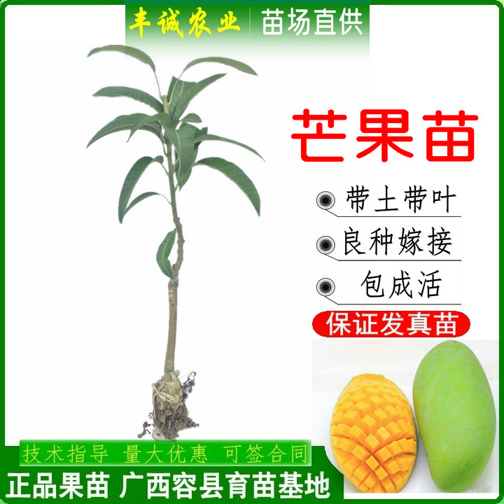 广西地栽芒果树苗