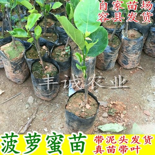 菠萝蜜苗木菠萝树苗包邮马来西亚一号干苞木菠萝黄肉红肉菠萝蜜苗