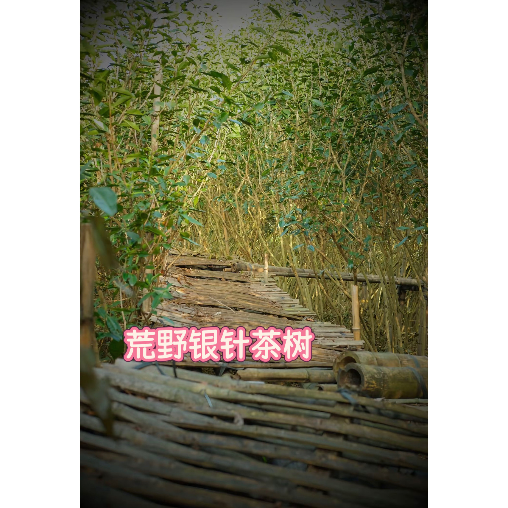 2026年福鼎白茶荒野白毫银针高山核心产区白茶茶叶春茶甜