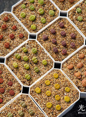 光语石 稀有生石花精品特选套餐组合 碧琉璃奶油神迪寿丽红大内PP